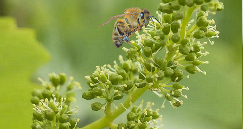 Abeille butinant vigne en floraison